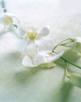 Blüten einer weißen Orchidee auf einem pastellgrünem Stück Stoff