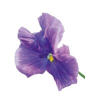 Einzelnes Stiefmütterchen, Close up der Blüte mit Stiel, Viola