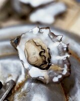 Close up einer Auster, einer Sylter Royal aus der Blidselbucht / List
