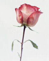 Close-up of red rose on white background