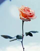 Puderfarbene  Rose, close up von Blüte mit Stiel.