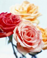 Vier Rosen in Pastellfarben, close up.