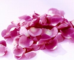 Bright purple rose petals on white background