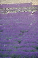 Lavendelernte, Lavendelfeld in der Provence