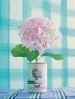 Hydrangea growing out of a tin