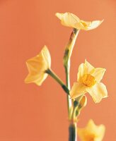 Narzisse mit mehreren kleinen gelben Blütenköpfen, close-up