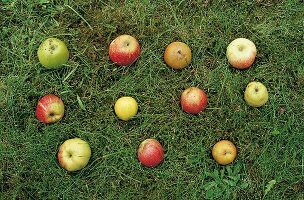 Diverse Apfelsorten, Äpfel liegen im Gras aufgereiht