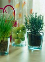 Green apples and herbs growing in glass pots