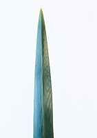 Close-up of sword shaped leaf flax on white background