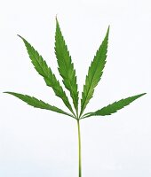 Close-up of green hemp leaves on white background