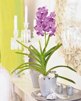 Orchidee, Ascocenda "Blue Velvet" 