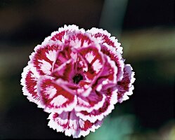 Nelkenblüte Tamsin, Gartennelke close-up