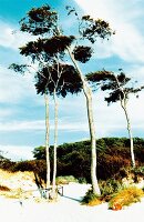 Trees on the western Baltic coast of Peninsula, Germany