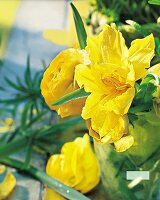 gefüllte Tulpe, Ranunkel, gelb 