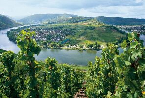 Traben-Trarbach, Mosel, Weinberge, Weinhänge, Weinanbaugebiet