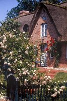Reetgedecktes Friesenhaus , rosen bewachsener Eingang