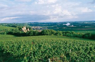 Château Langoiran. Weinlandschaft Premiers Cotes de Bordeaux.