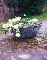 Basket full of elderflowers on ground