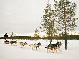 Lappland, mit dem Hundeschlitten durchs verschneite Land