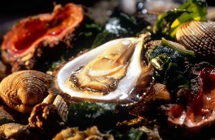 Close-up of clams in Gallura, Olbia, Sardinia