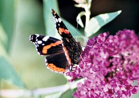 Schmetterling, ausgewachsener Atlas auf Sommerflieder, close up