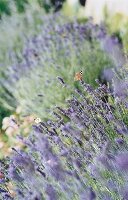 Lavendel lila close up mit Insekt Schmetterling, Tagpfauenauge, Falter