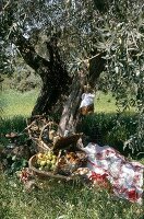 Picnic arrangement on the meadow under a tree