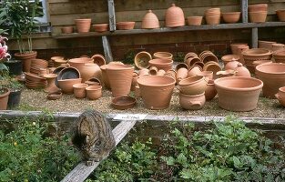 Viele Tontöpfe für Kübelpflanzen, im Vordergrund - eine Katze