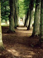 Allee in einem Wald 