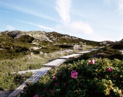 Path through dunes on island of Sylt