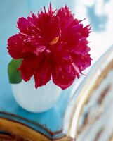 Bauernrose Rose Pfingstrose Päonie in rot von oben in Vase, close up
