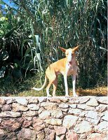 Jagdhund auf Steinmauer, stehend mit Pflanzen im Hintergrund