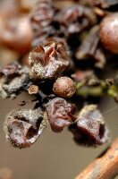 Close-up of grapes affected with botrytis