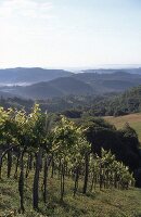 View of vineyards in Styria, Austria