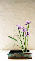 Iris plant in green flower bowl