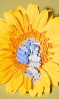 Farbpigmente in Hellblau und Türkis auf einer Sonnenblumenblüte
