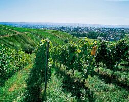 Weinlandschaft im Rheingau mit einem Städtchen im Hintergrund