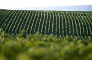 Weiter Blick über Grand Cru Weinlagen in der Champagne