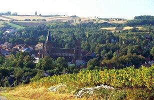 View of vineyards in Palatinate, Germany