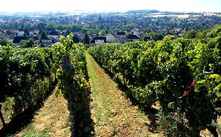 View of vineyards in Palatinate, Germany