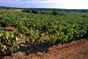 Vines in Languedoc, France