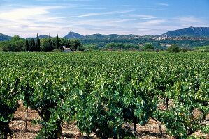 Weinlandschaft im Languedoc X 