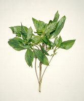 Sweet basil leaves on white background