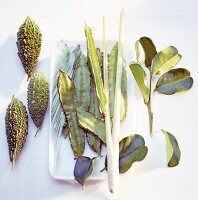 Lemongrass, bitter gourd and leaves on white background