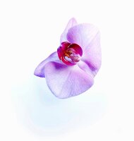 Two white and pink orchids on white background