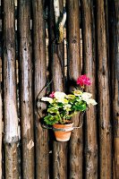 Geranium in pot hanging on wooden wall