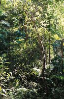 Australiens Regenwald. 