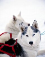 Zwei Huskies liegen im Schnee 