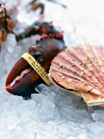 A scallop shell and a lobster claw on ice