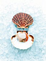Close-up of open scallop on ice